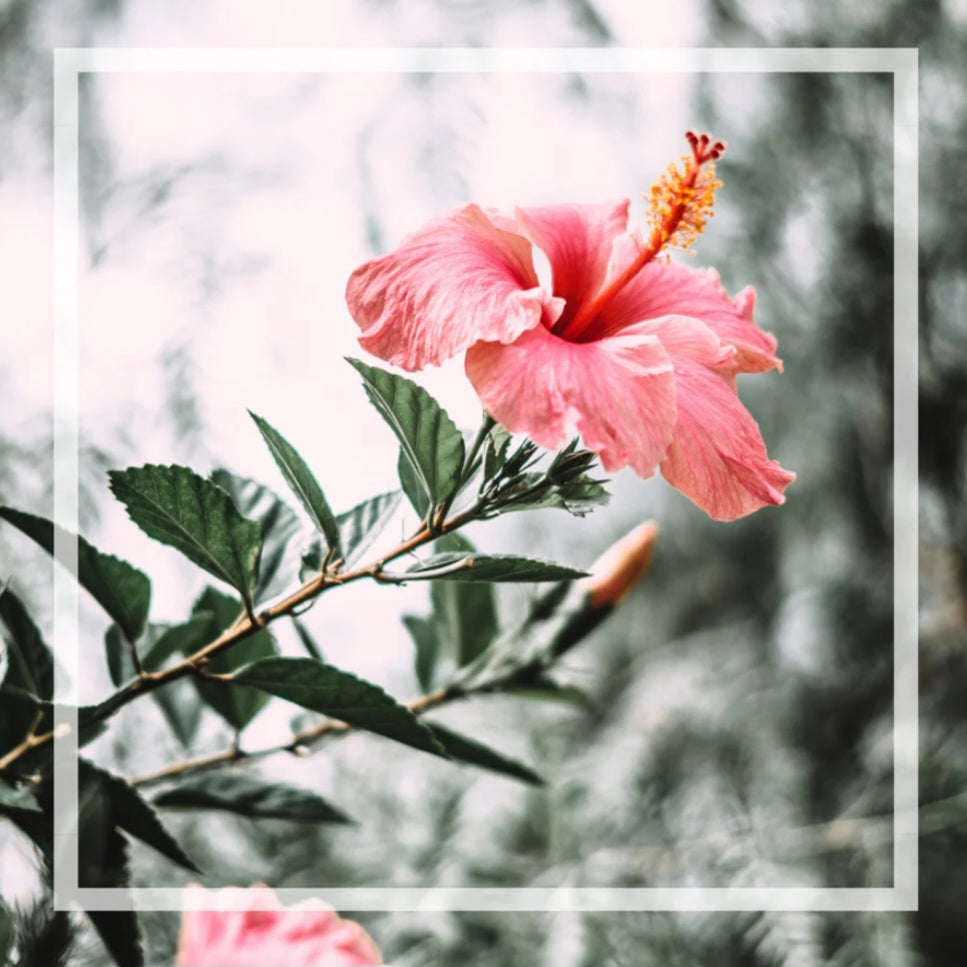 Bougie Hibiscus Goyave